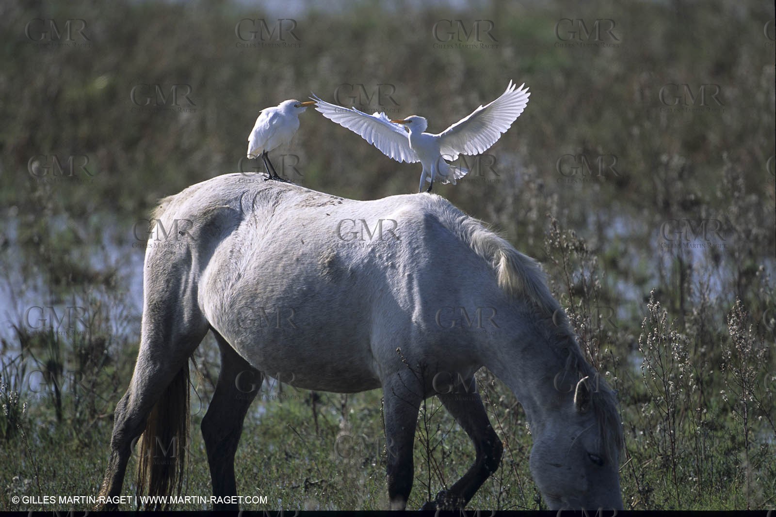 Camargue horses