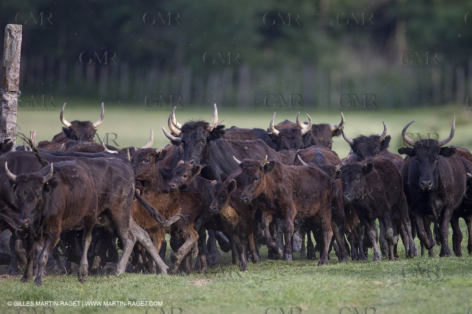 07 05 2008 - Le Cailar (FRA,30) - Stock work at Mas du Pont de Laute domain