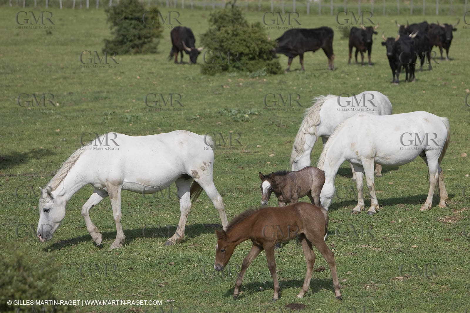 07 05 2008 - Le Cailar (FRA,30) - Stock work at Mas du Pont de Laute domain