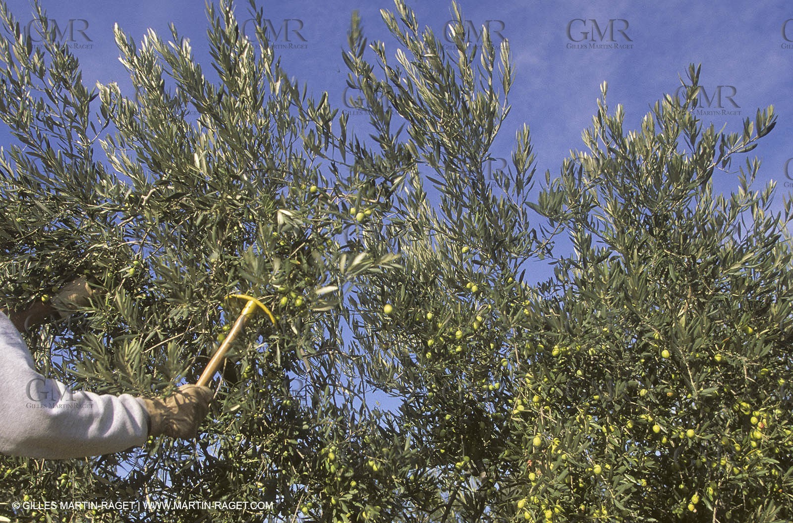 France, Provence, Oliviers, oliveraies, olive trees