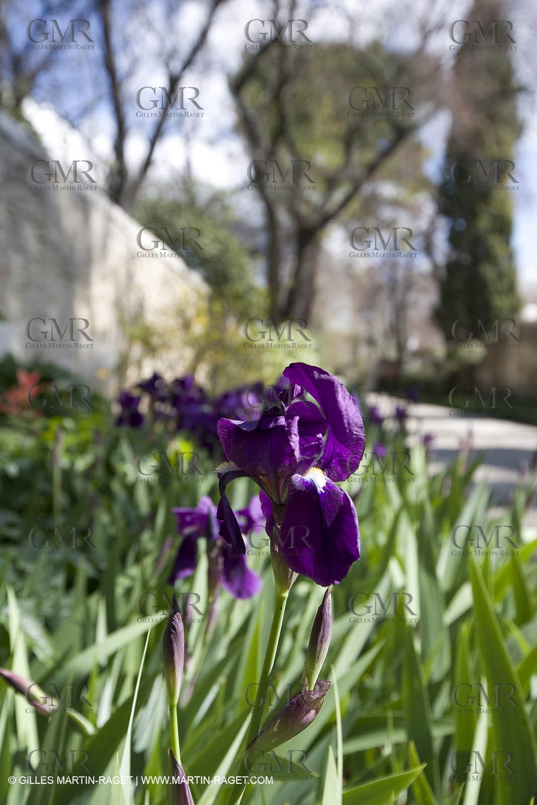 16 03 2008 - Saint Rémy de Provence (FRA, 13) - Saint Paul de Mausole - Les Iris