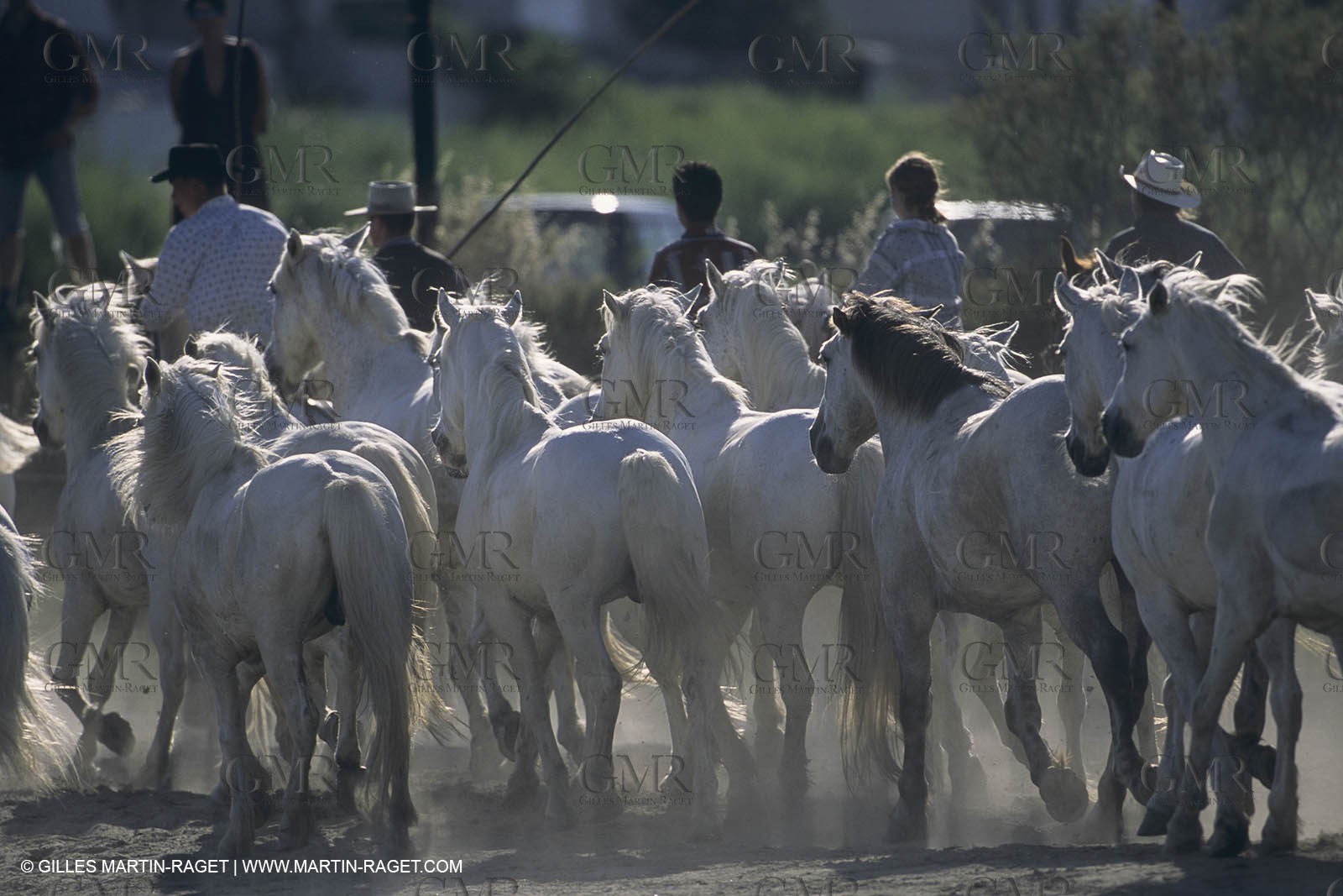 France, Provence, Camargue,work, fests, stock keeping