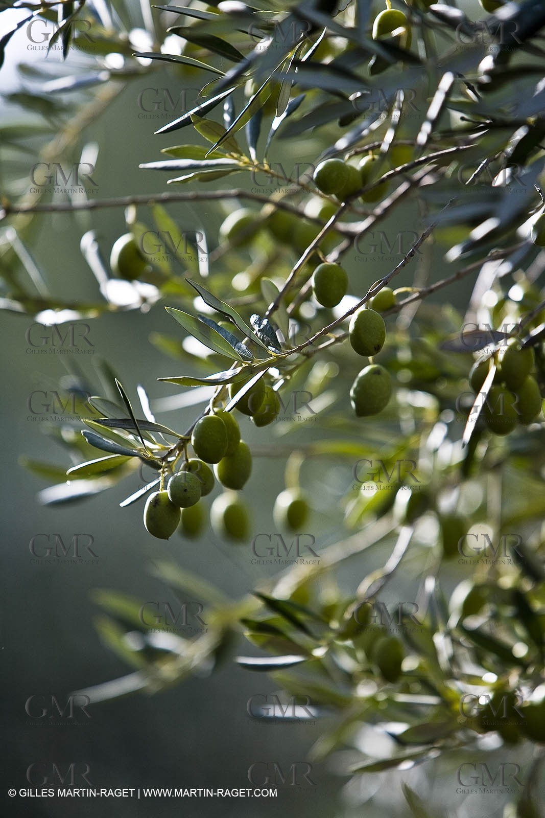 28 10 2007 - Saint Rémy de Provence (FRA, 13)- Olives harvest at  Vallon Raget