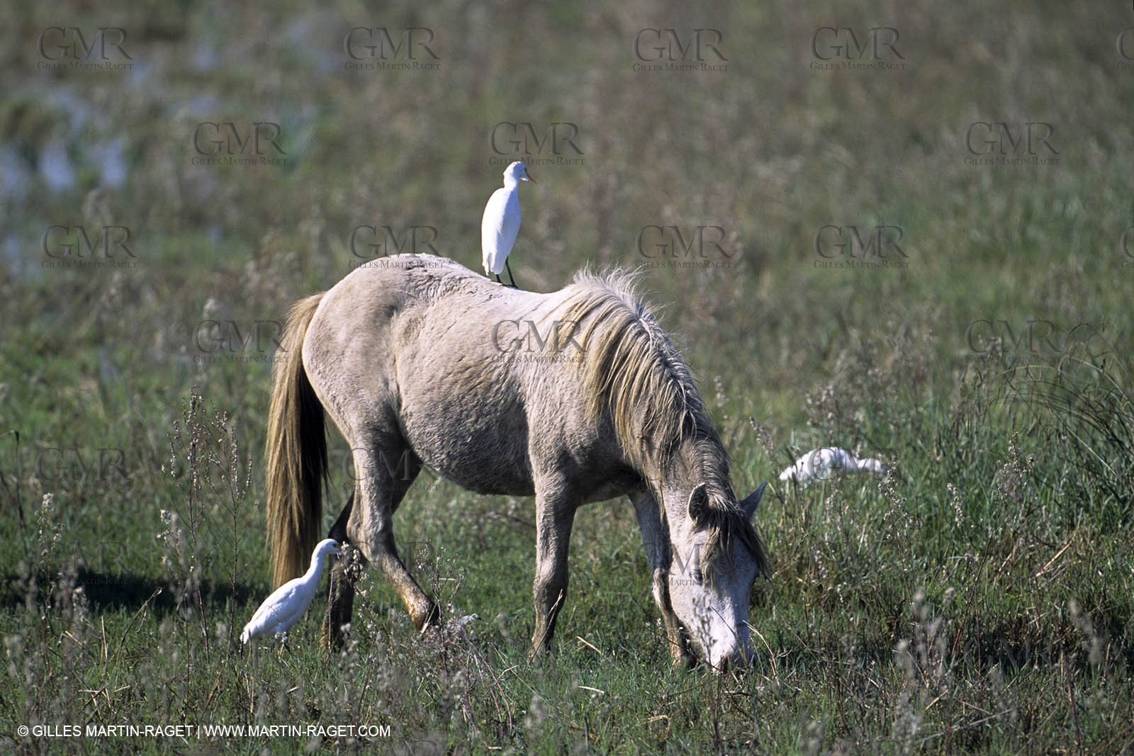 Camargue horses