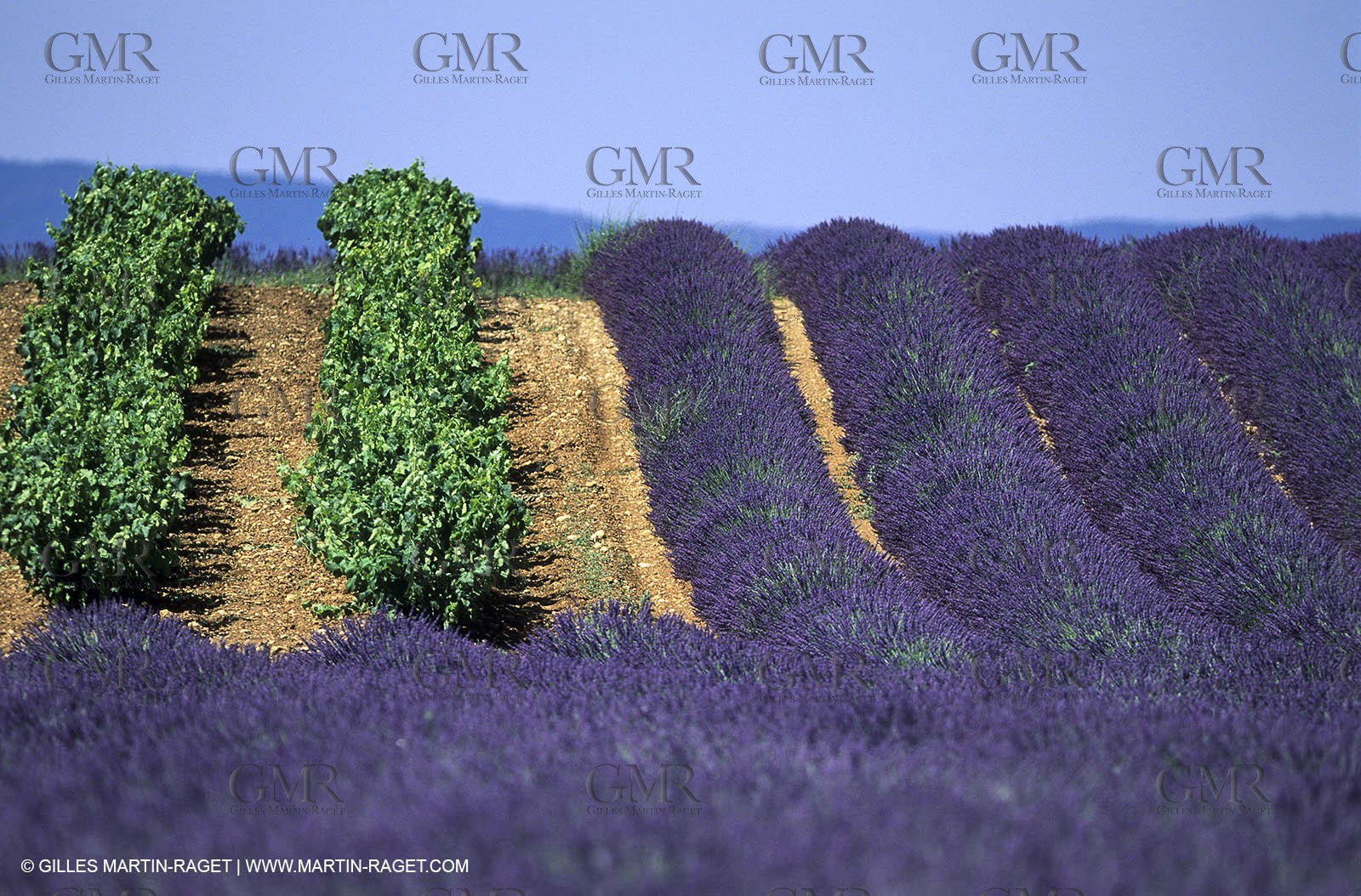 Lavander fields