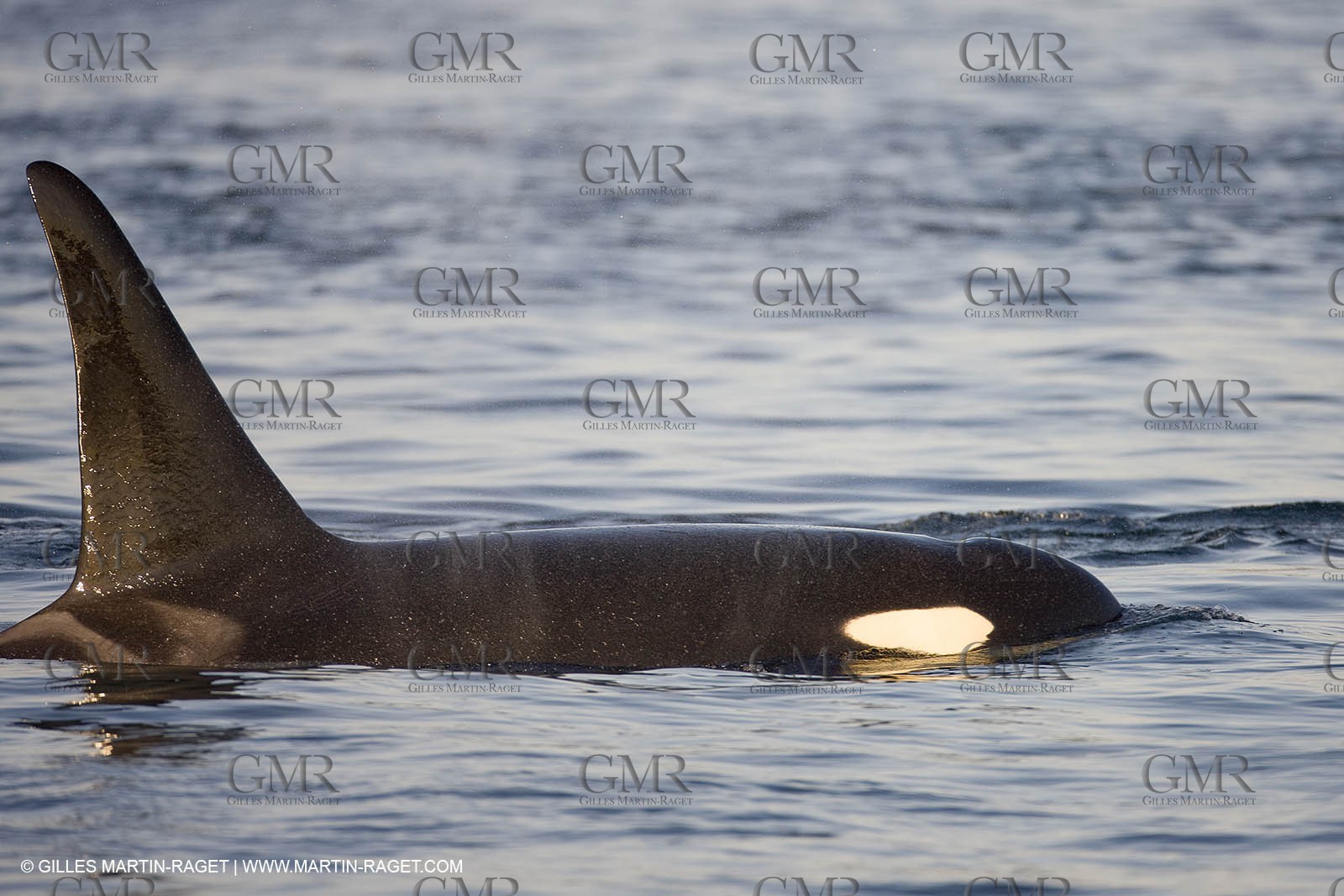 Animaux marins