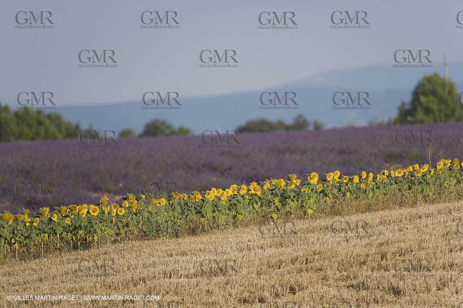 13 08 2007 - Valensole (04) - lavender fields on Valensole plateau