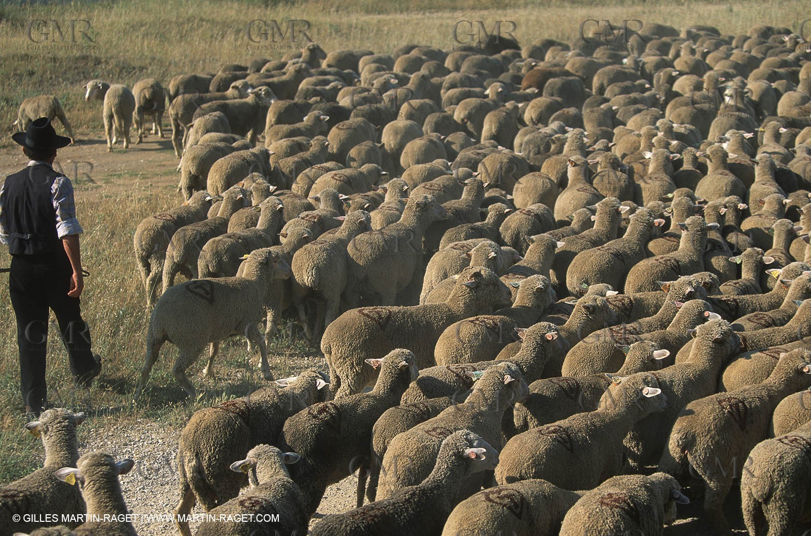 Saint Rémy de Provence (FRA,13) - Sheep stocks migration Fest