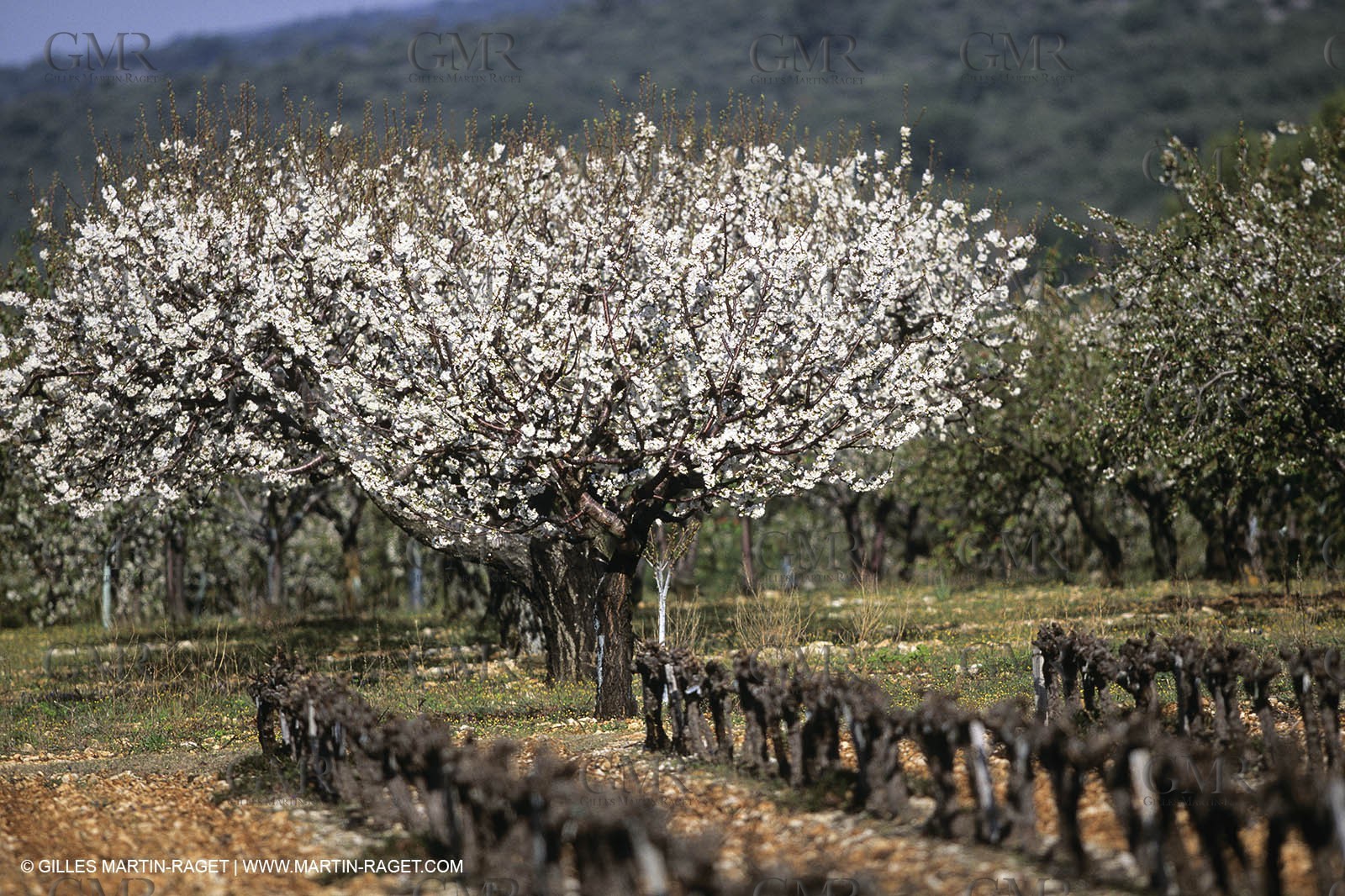 France, Provence, Paysages du Luberon, Luberon Landscapes