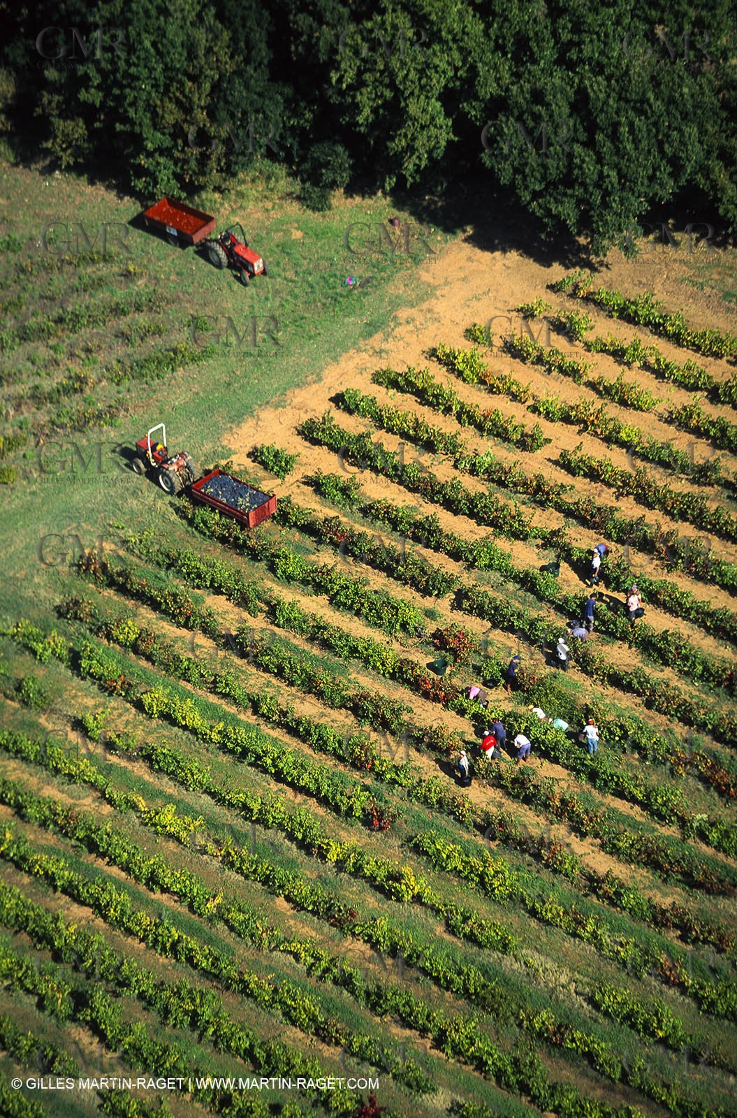 Provence, Harvest time