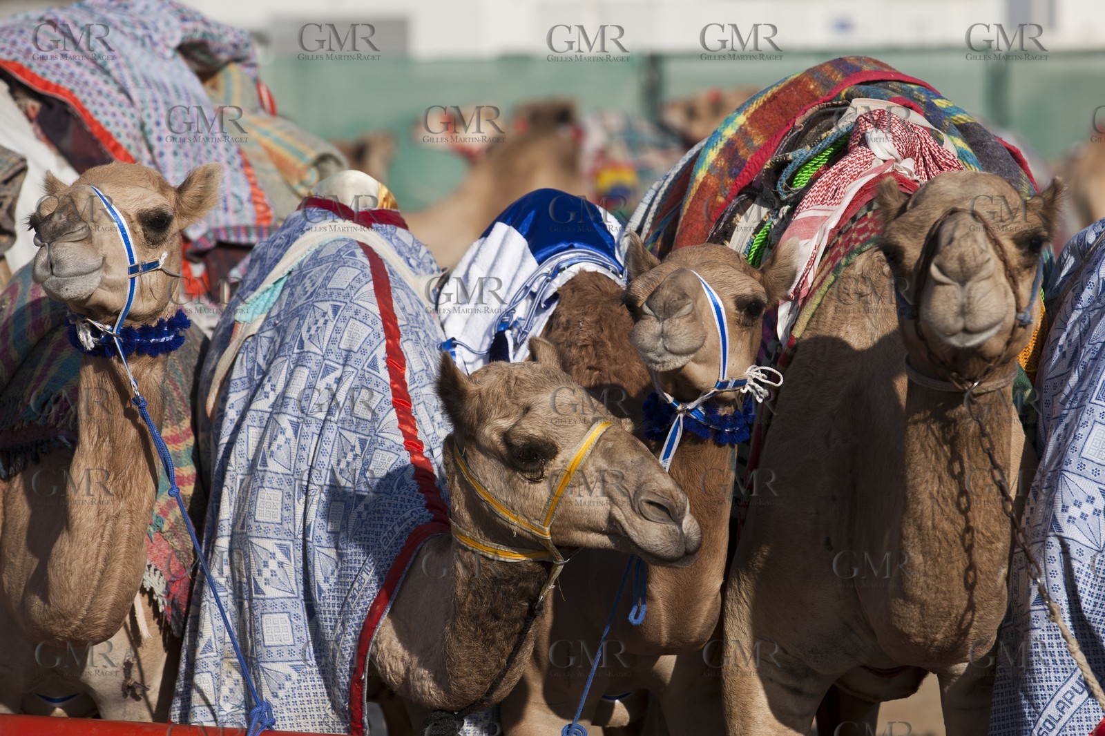 20 11 2010 - Dubai (UAE) - Camel races