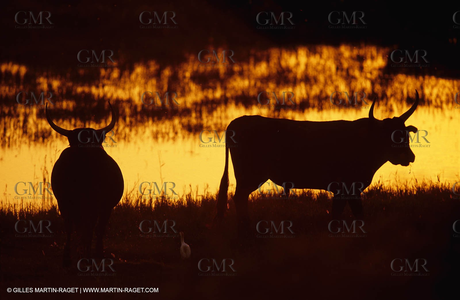 Bouches du Rhône, Camargue (FRA 13) - Camargue bulls