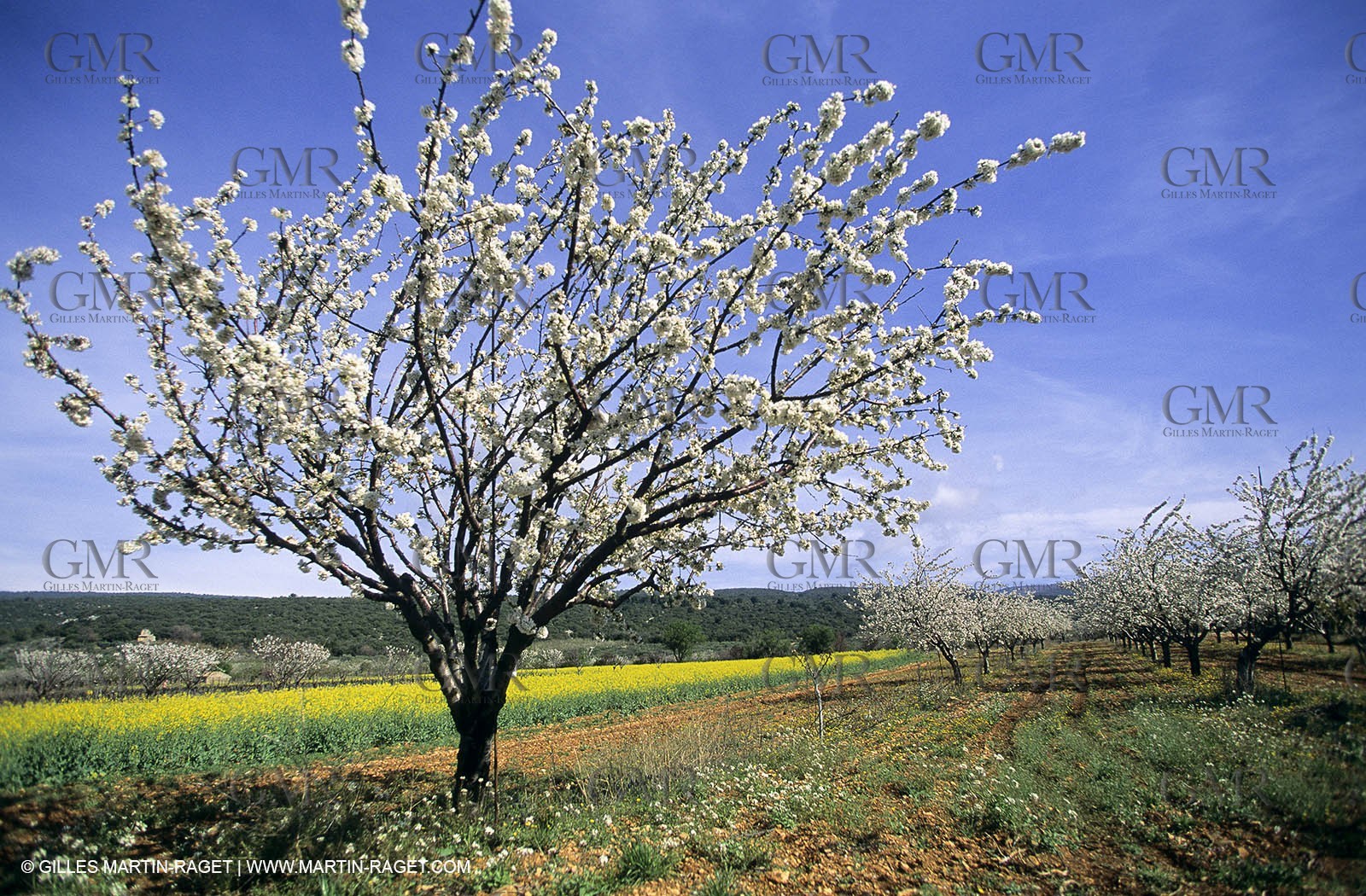 Luberon, Vaucluse (FRA,84) - Fruit trees blooming