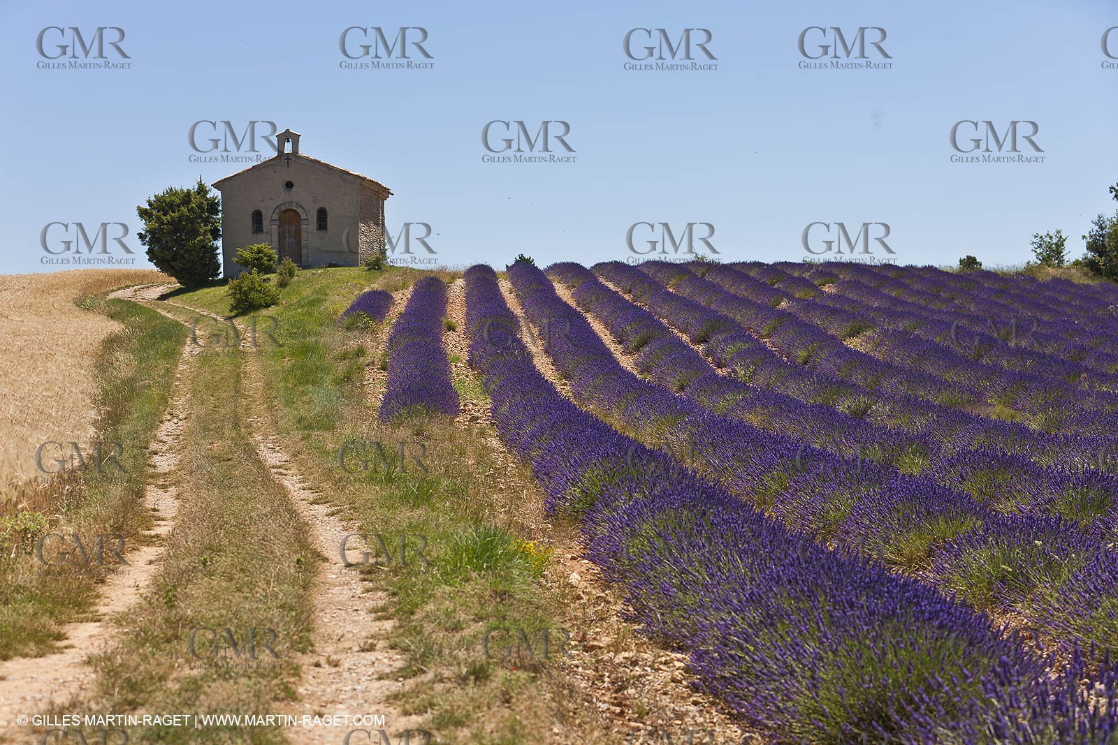 27 06 2011 - Entrevennes (FRA, 04) - Lavander fields