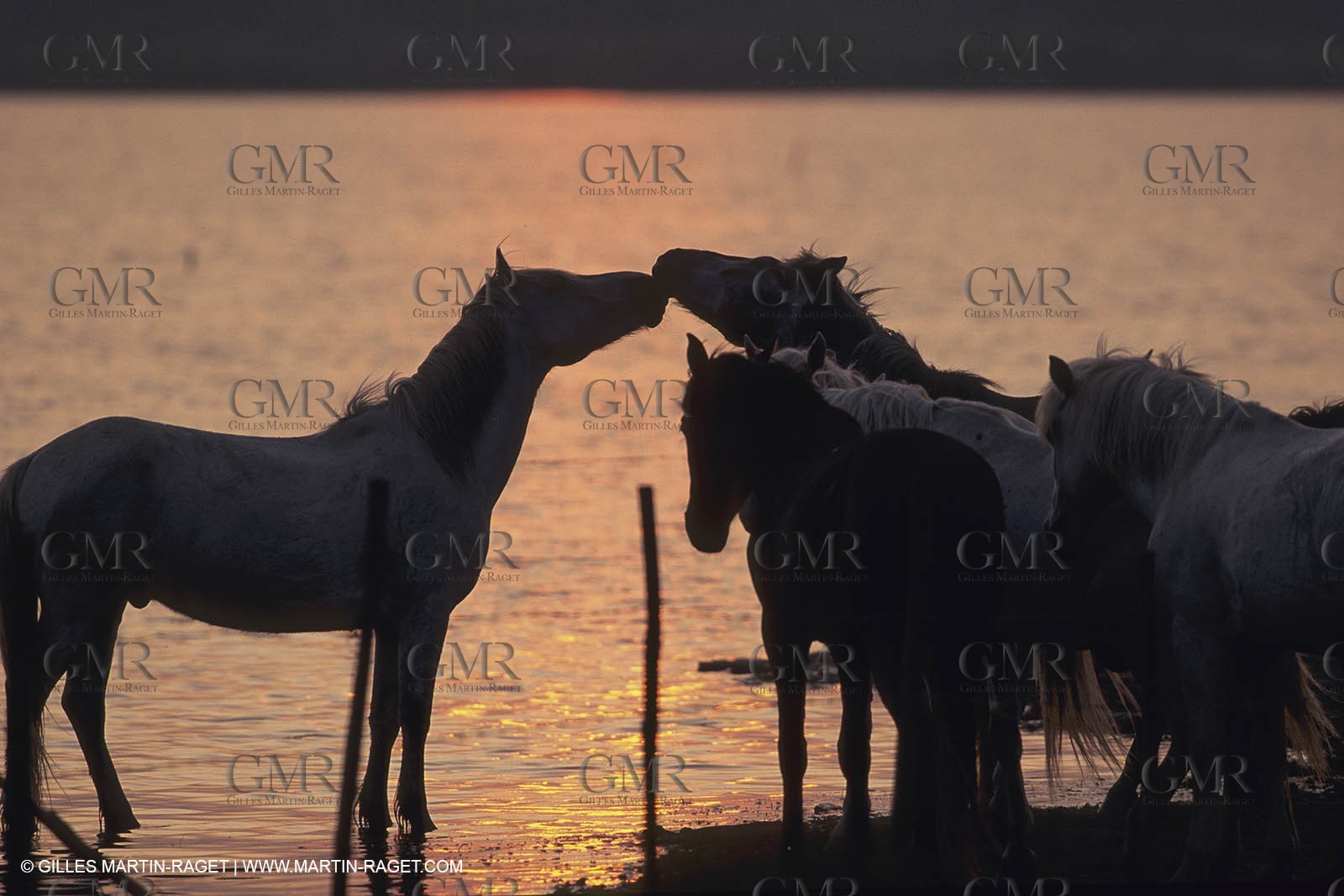France, Provence, Camargue, White horses from Camargue