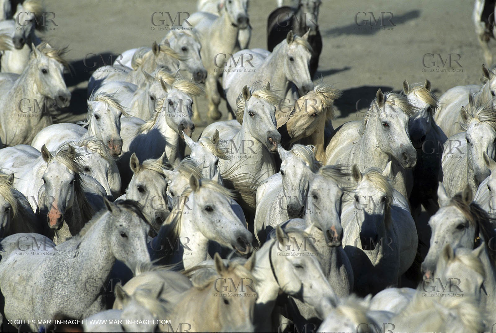 Chevaux de Camargue