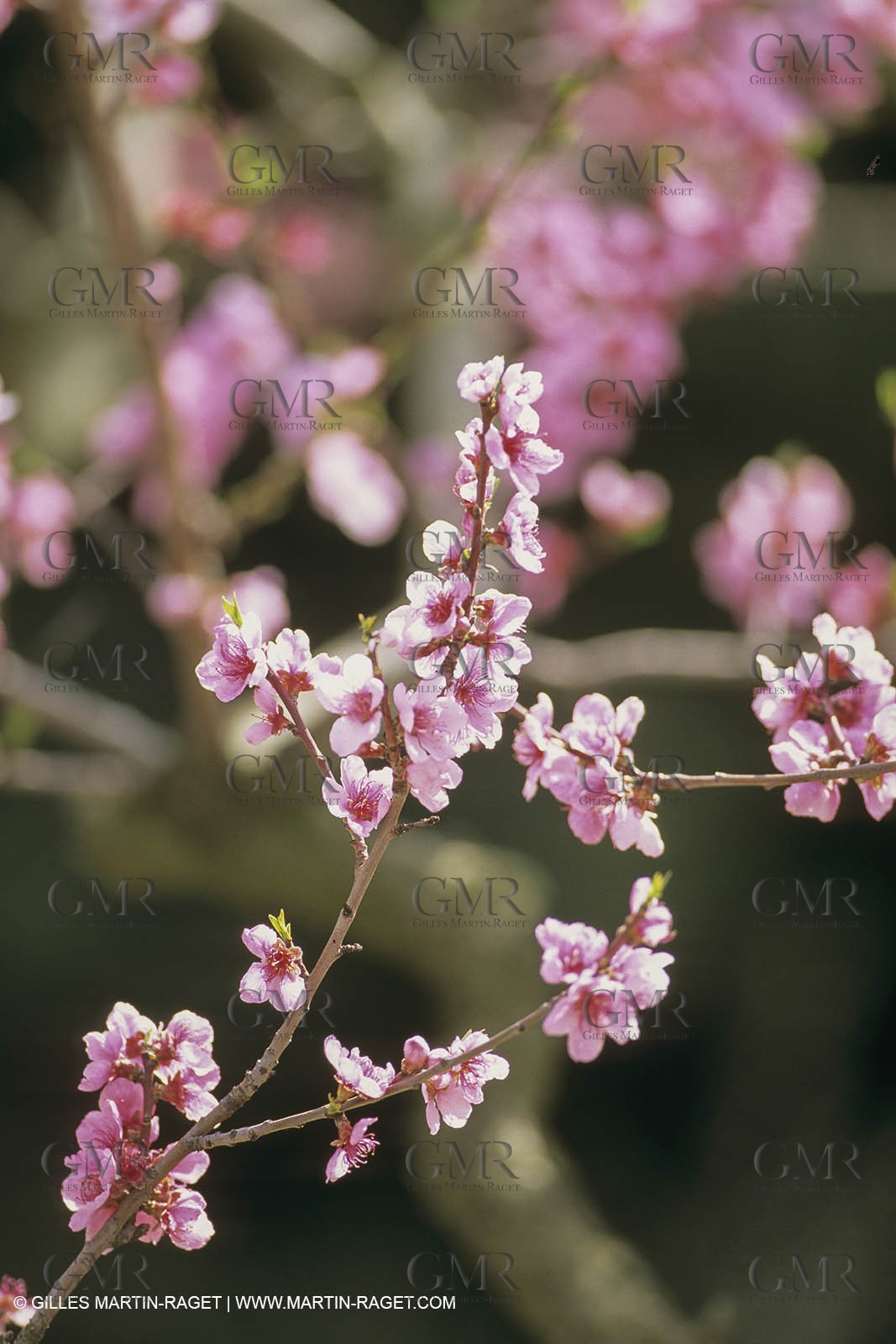 France, Provence, Arbres fruitiers en fleur   Spring bloom
