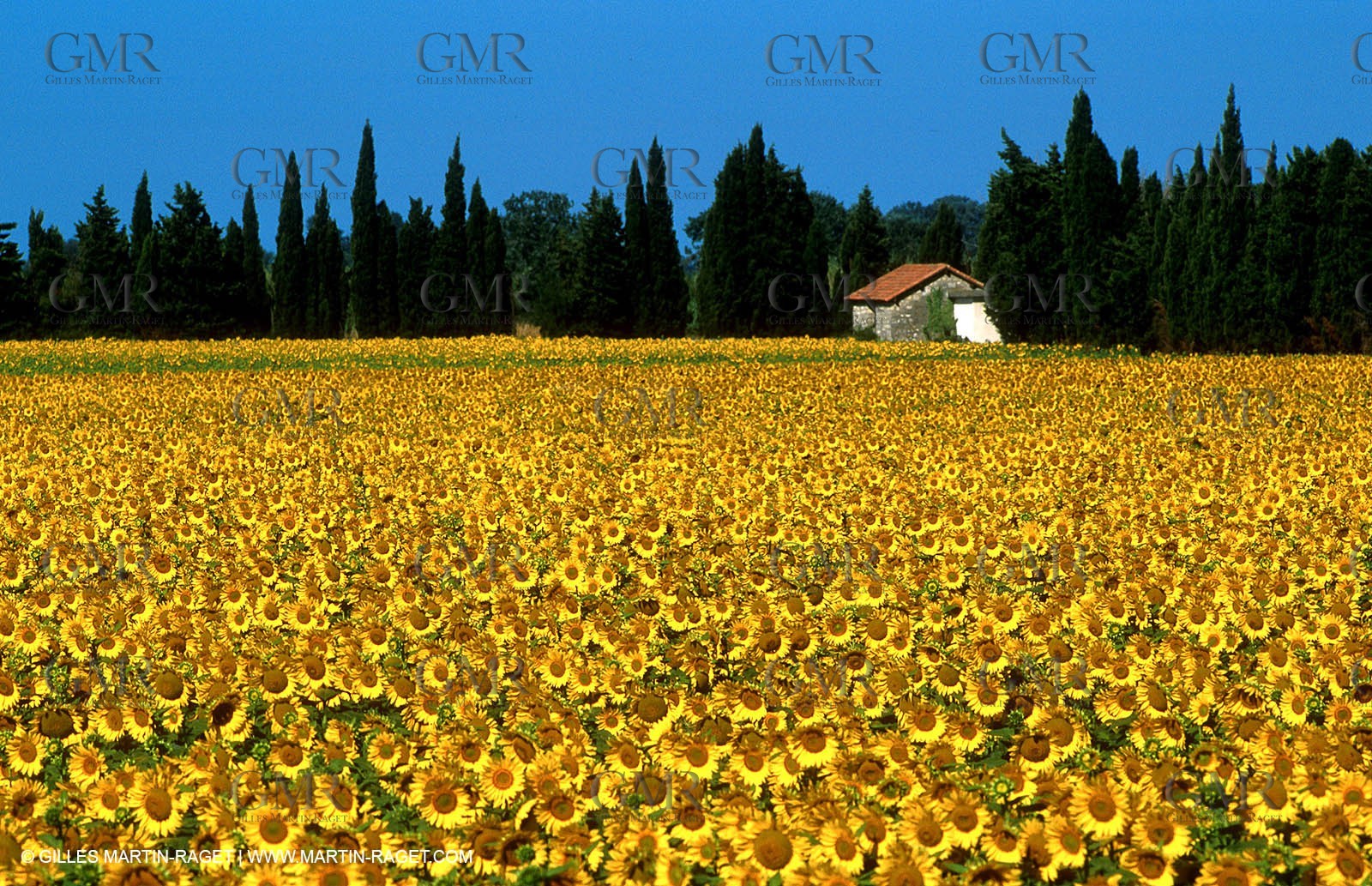 Alpilles countryside
