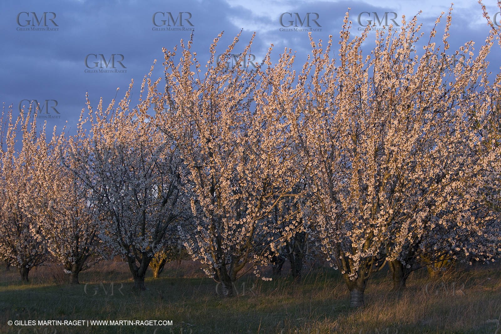 25 02 2005 - Arles and surroundings (FRA, 13) - Vincent Van Gogh south