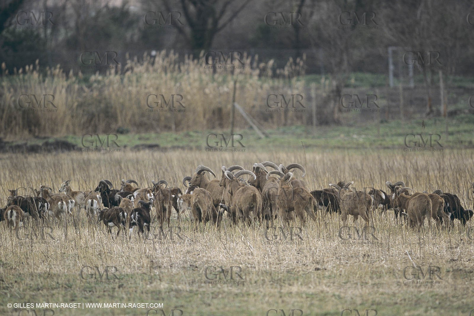 France , Provence, Paysage des Alpilles, Landscapes