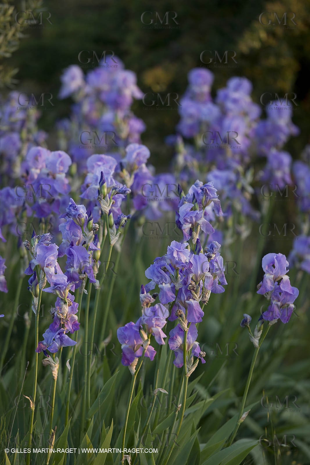 04 05 2008 - Saint Rémy de Provence (FRA, 13) - Paysages des Alpilles