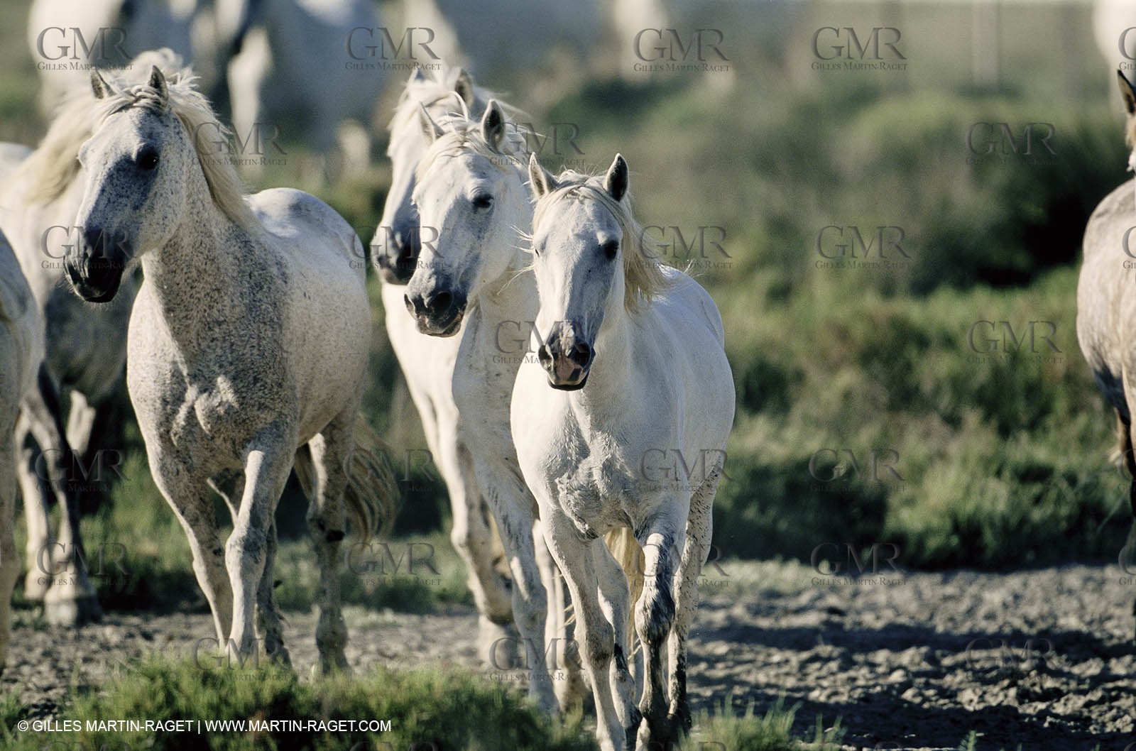 2000-2010- Arles - Les Saintes Maries de la mer (FRA,13) - Camargue horses