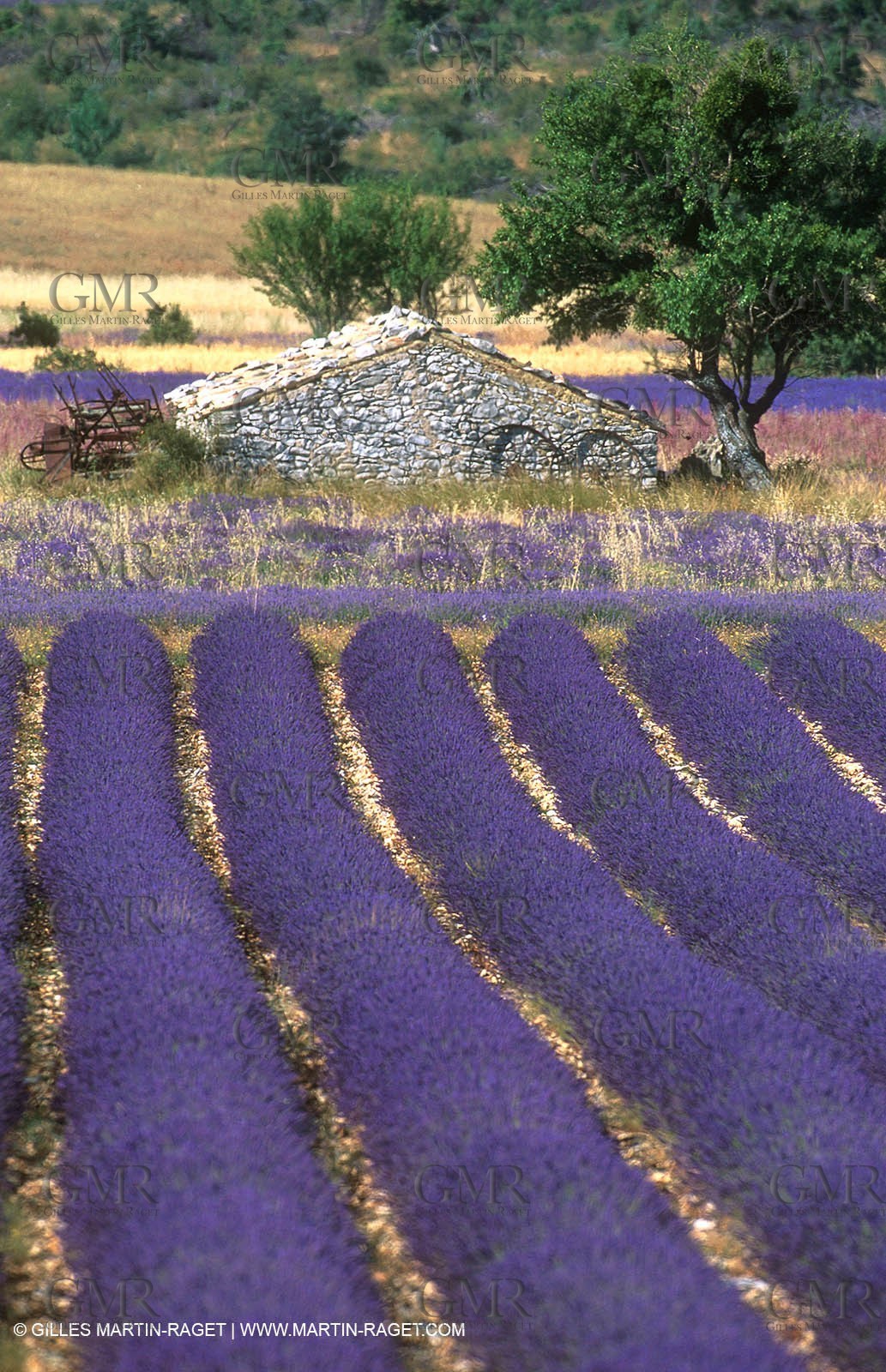 Lavander fields
