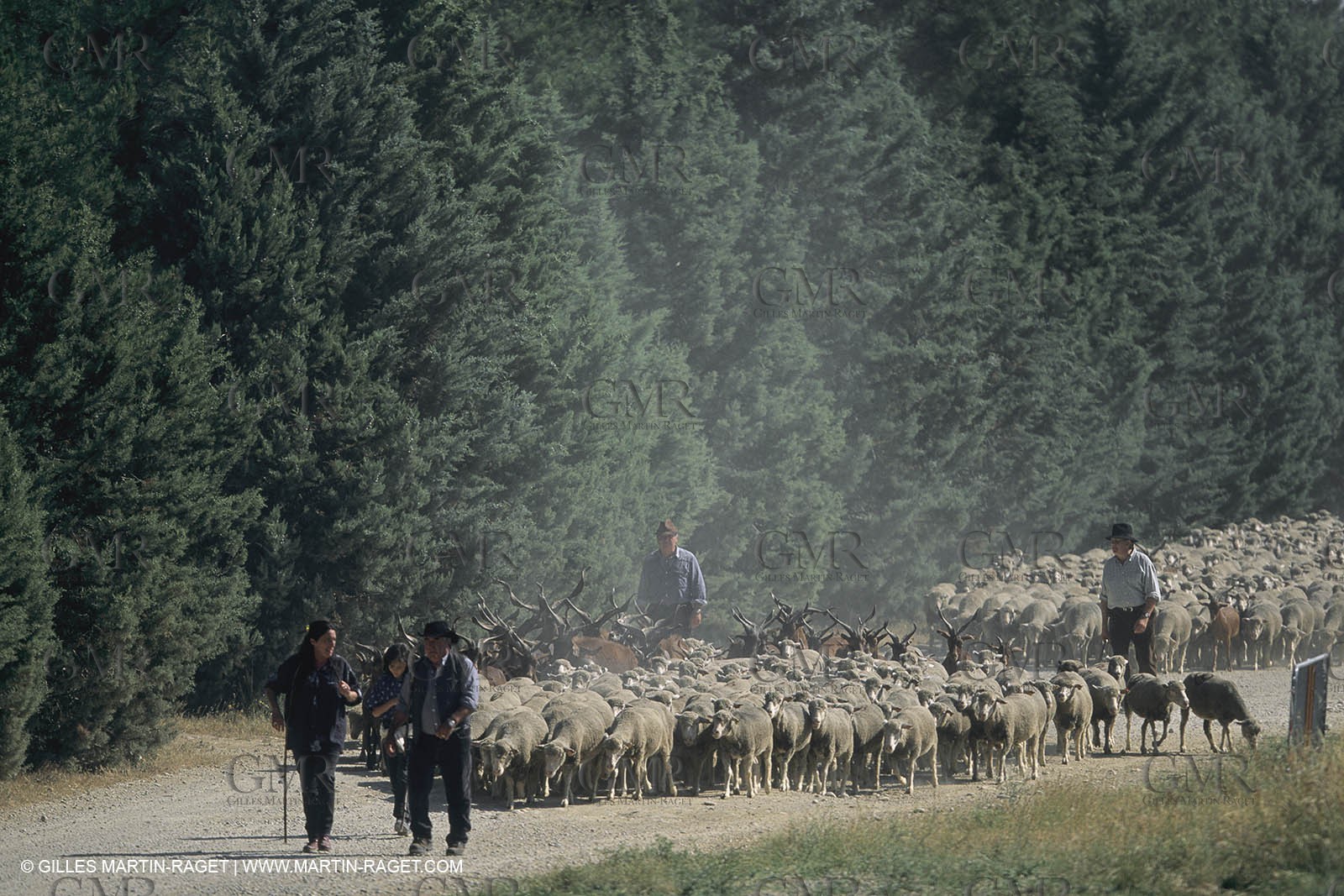 France, Provence, Moutons, bergers, élevage, transhumance