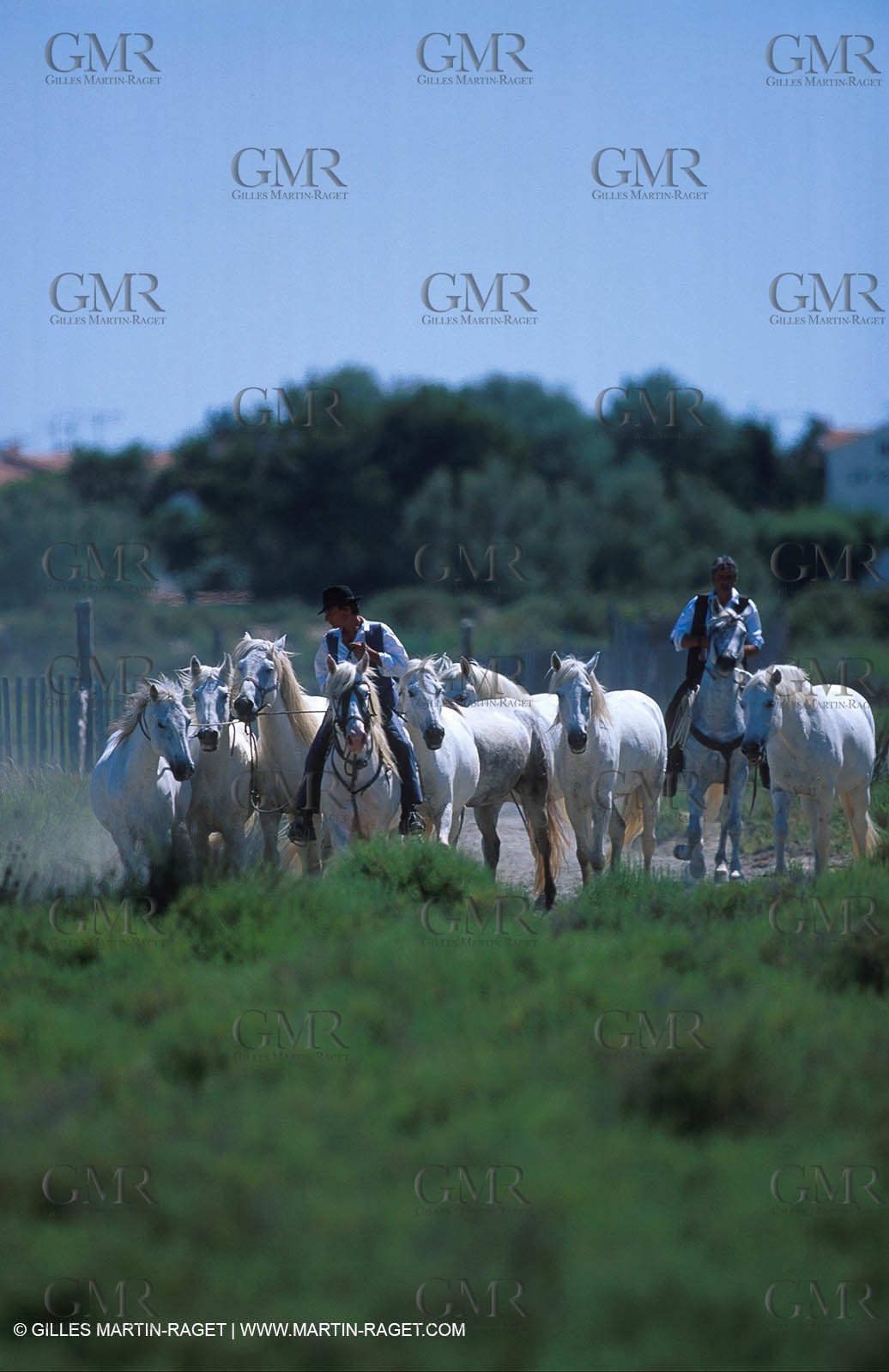 Arles - Camargue gardians (cow boys) at work