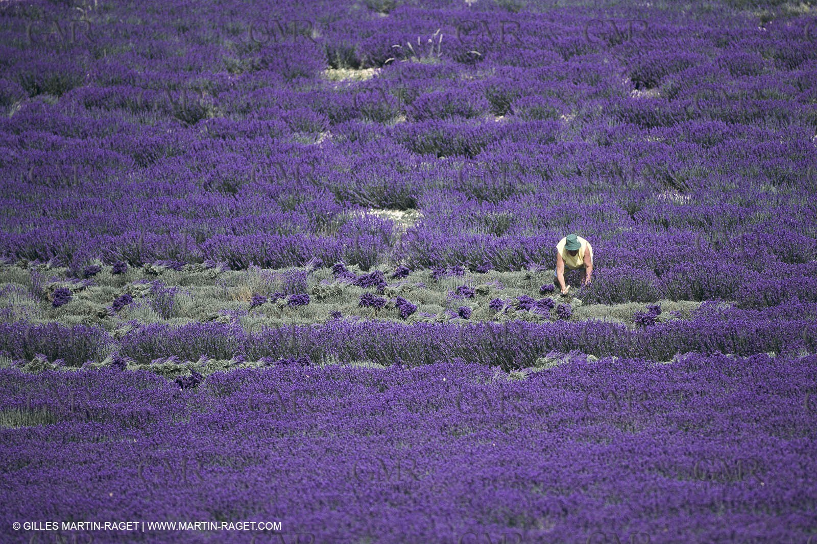 France, Provence, Lavender fields