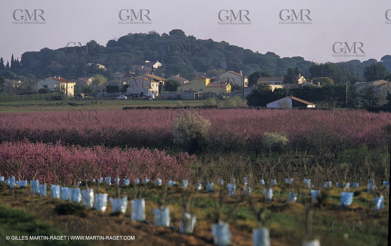 Paysages de Nîmes Métropole (FRA,30) -Costières
