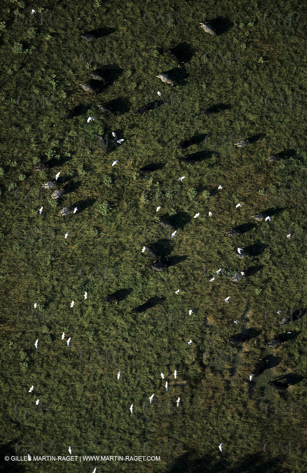 Vigueyrat ponds, camargue bulls