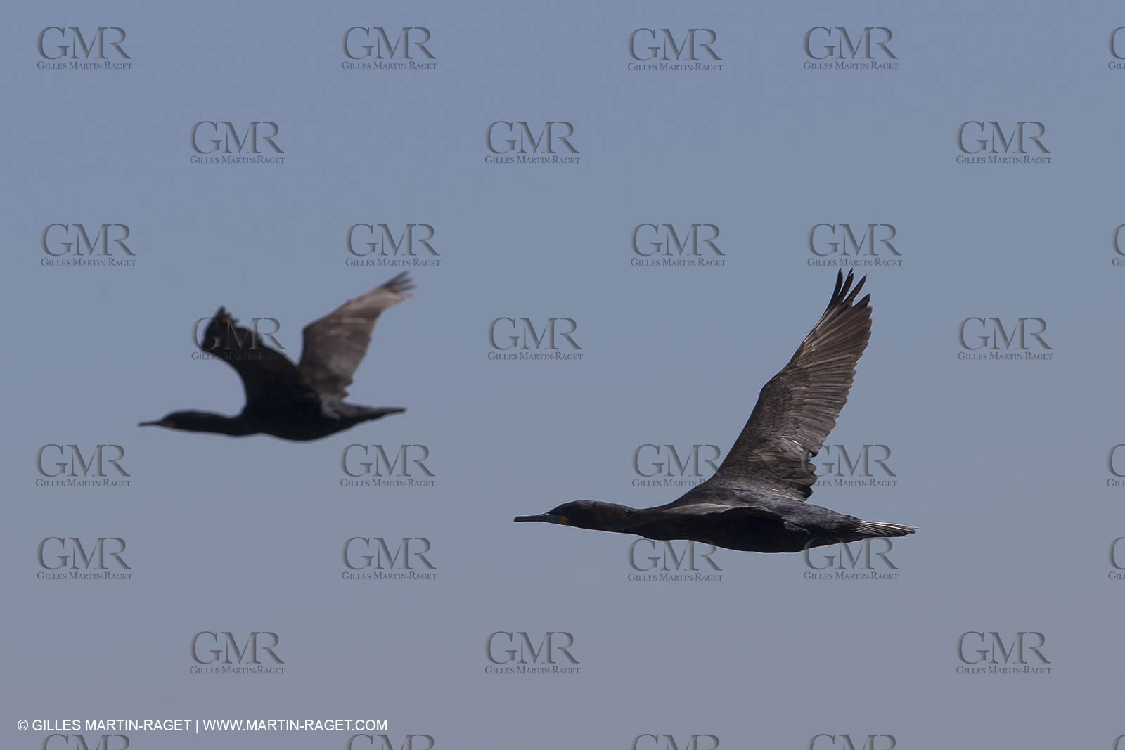 07 11 2014, Capetown (ZAF), Volvo Ocean Race 2014-15, Arrivals