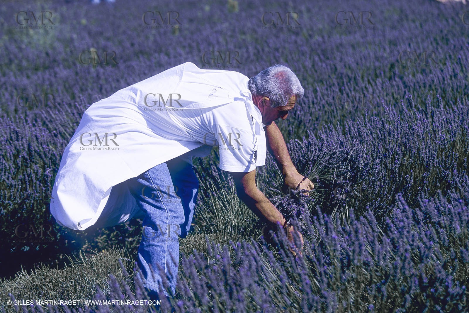 France, Provence, Lavender fields