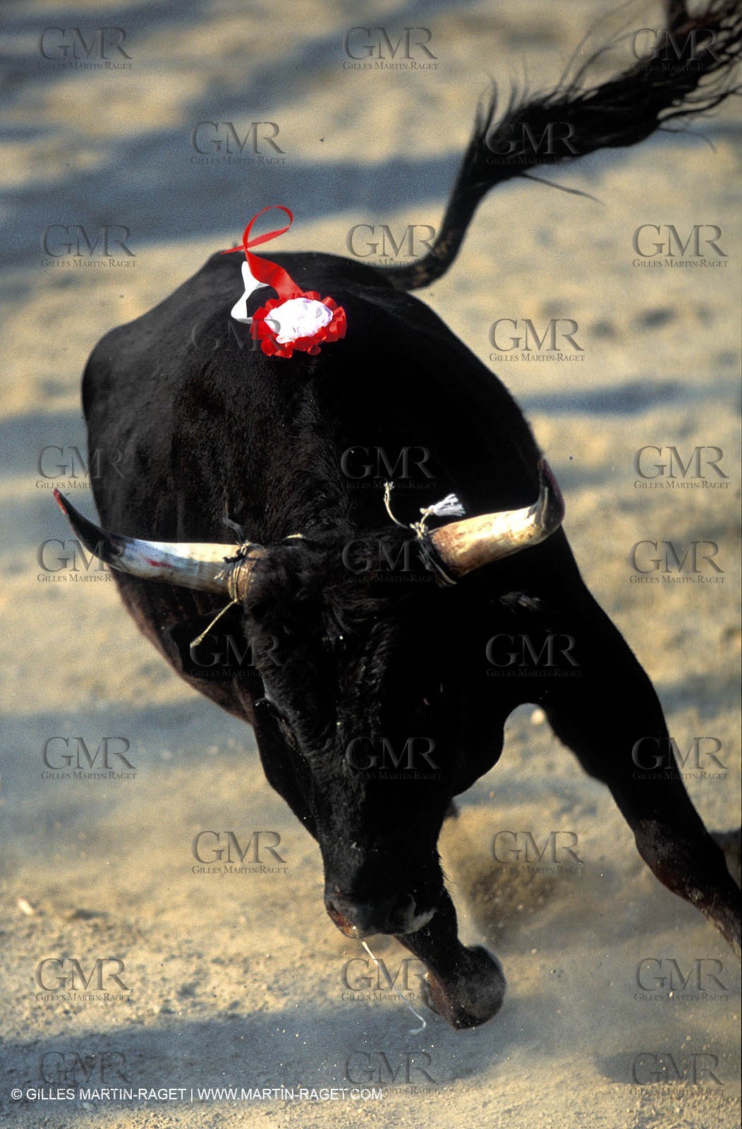 Camargue Bull game
