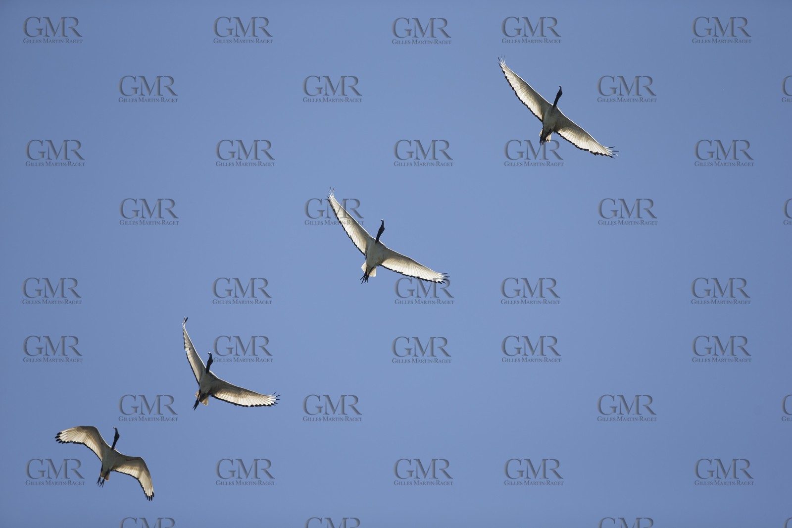 07 11 2014, Capetown (ZAF), Volvo Ocean Race 2014-15, Arrivals Team SCA