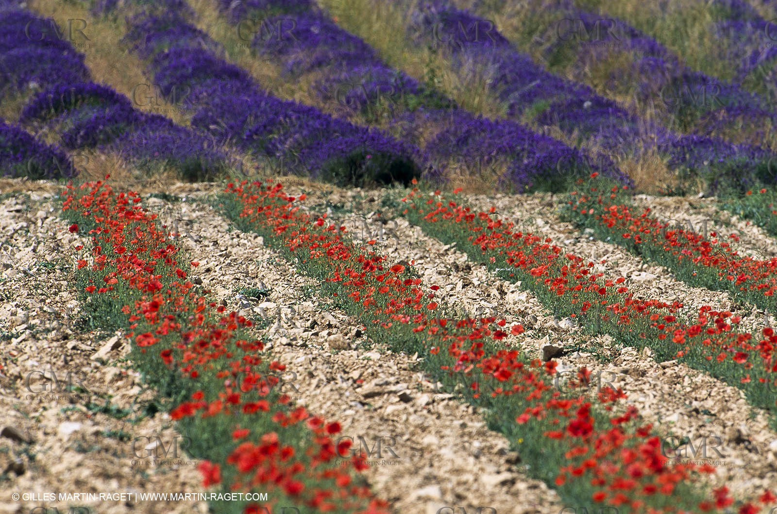 Lavender fields, popppies field