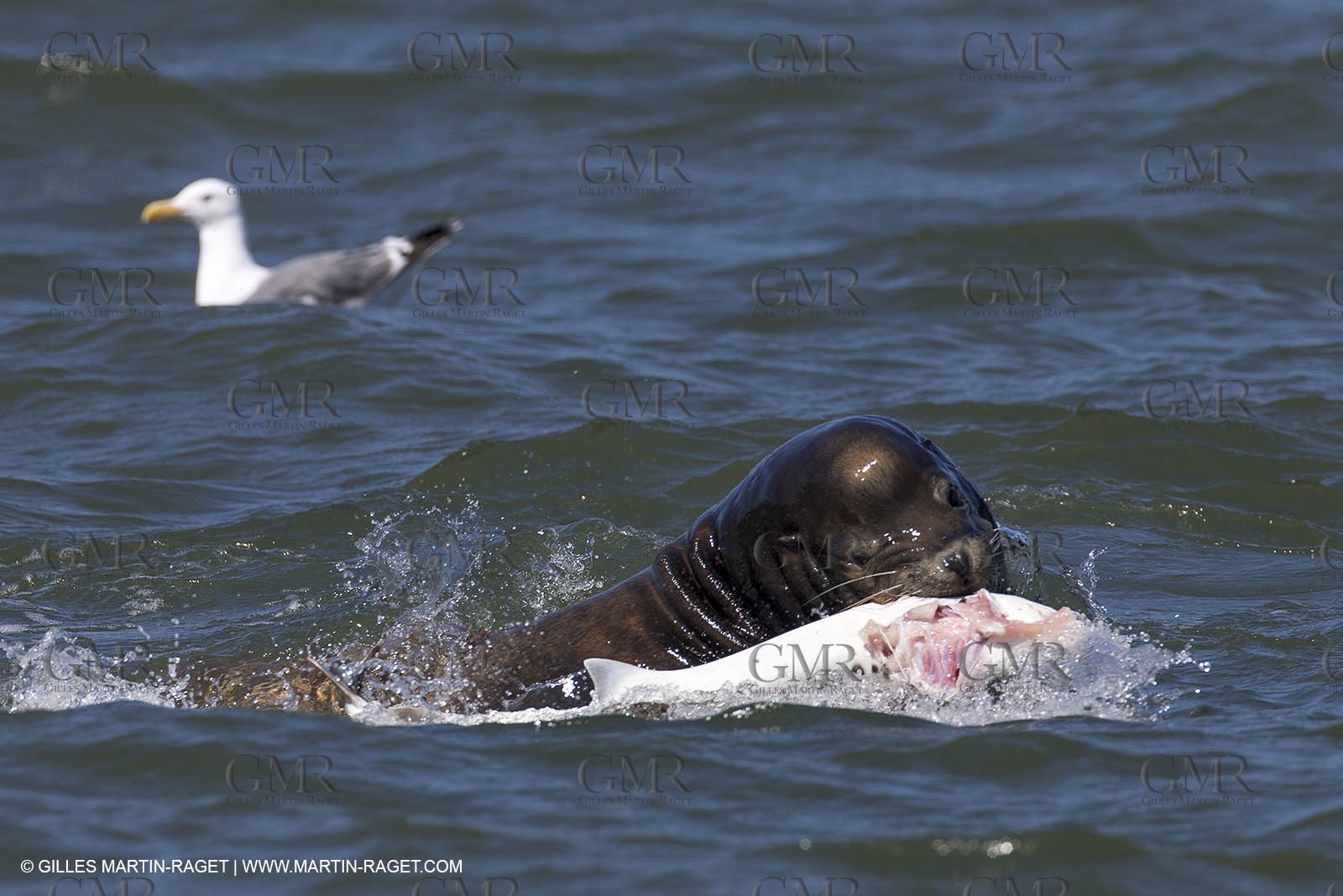 19 09 2013 - San Francisco (USA,CA) - 34th America's Cup - Final Match - Racing Day 9.