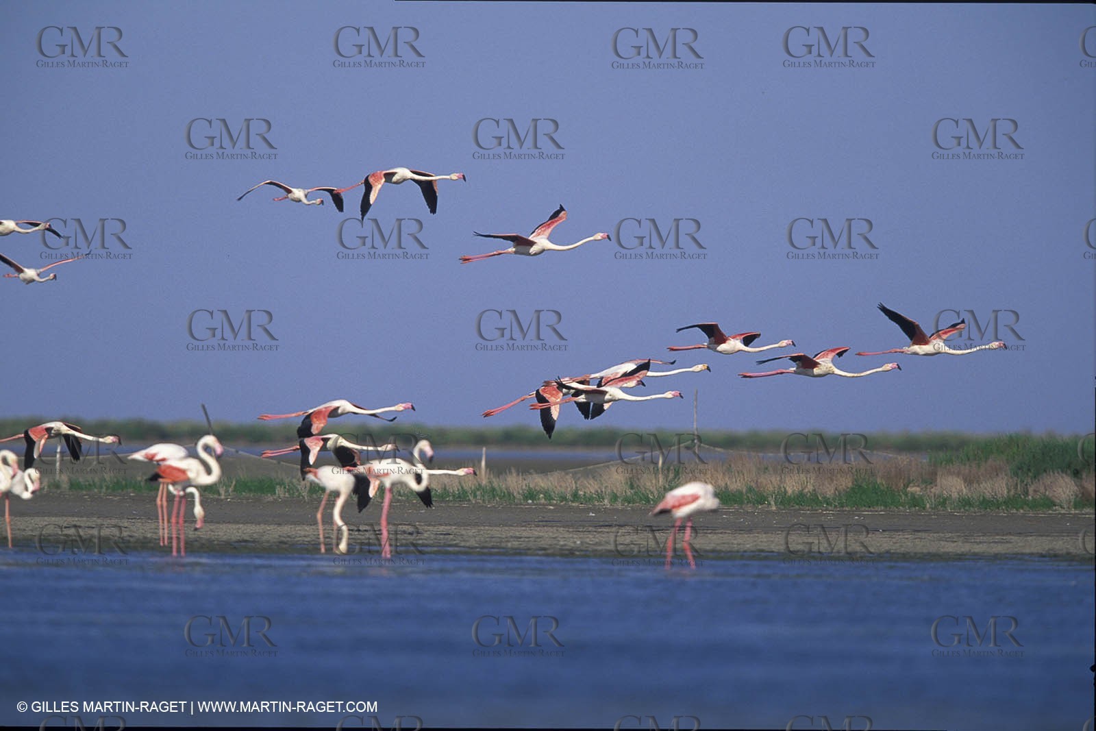 Pink Flamingos - Camargue