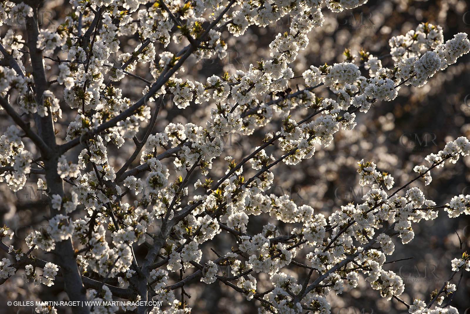March 30th 2012 - Saint Saturnin les Apt (FRA, 84) - blooming cherry trees