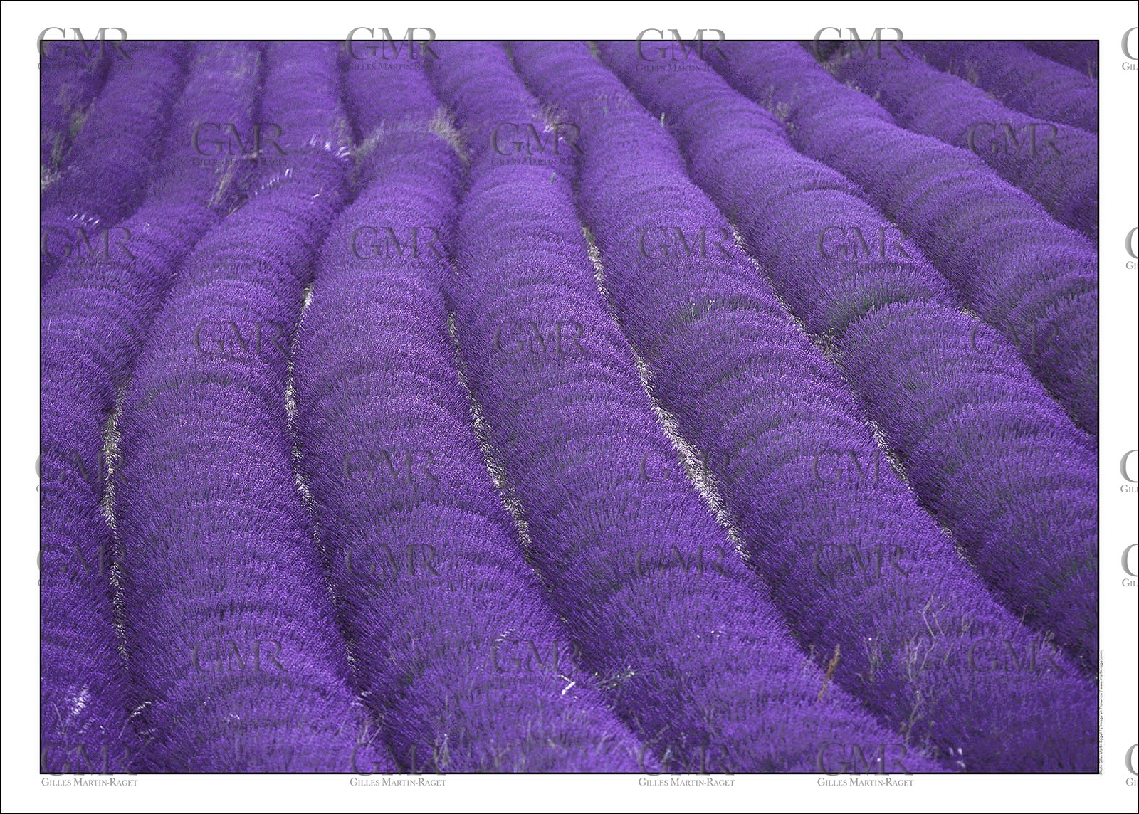 Lavander 7