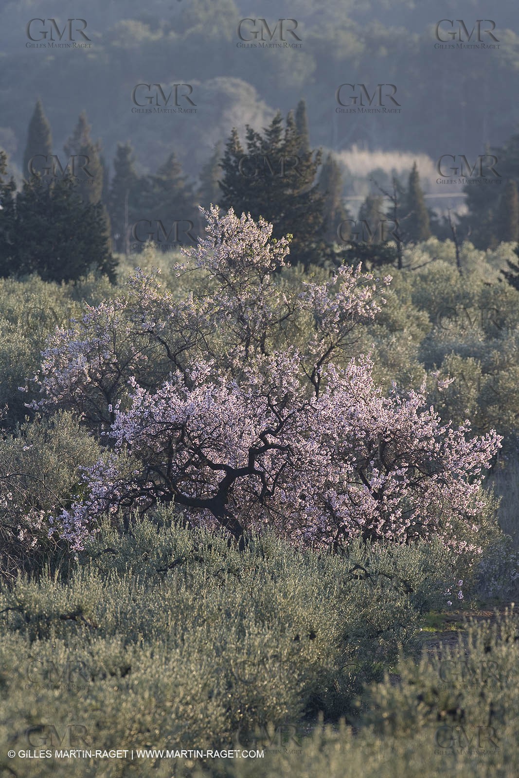 09 02 2008 - Les Baux de Provence (FRA, 13) - Alpilles hills landscapes