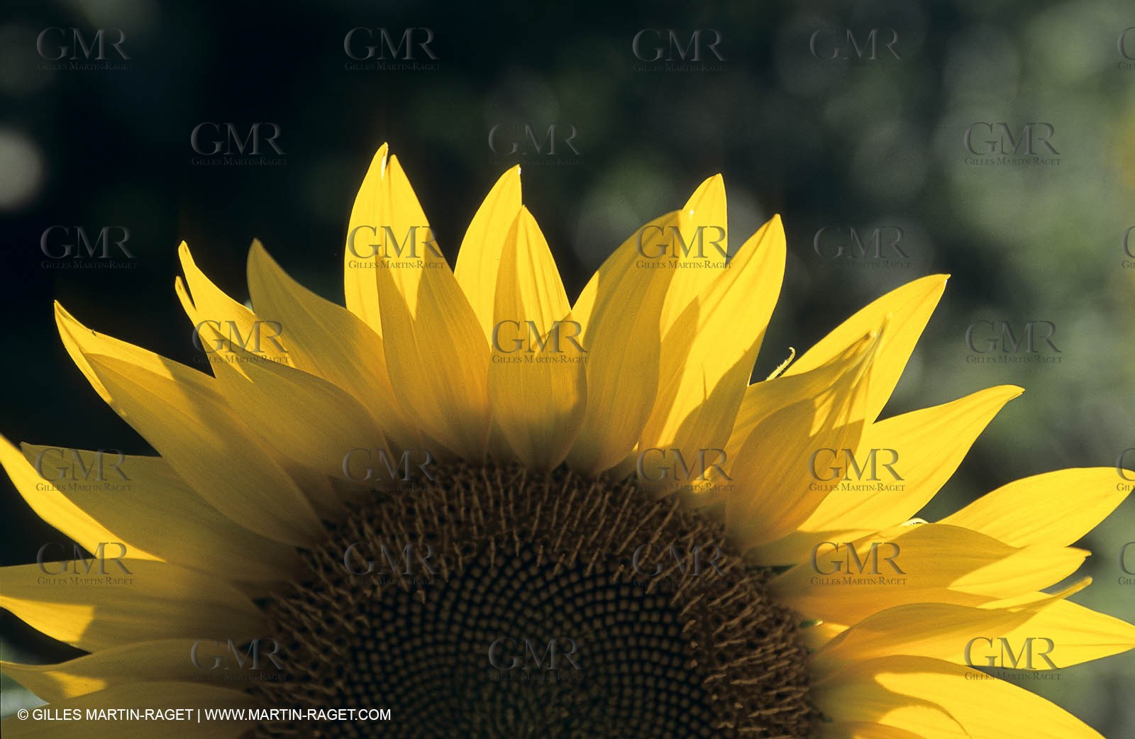 Luberon (FRA,84), Champs de tournesols