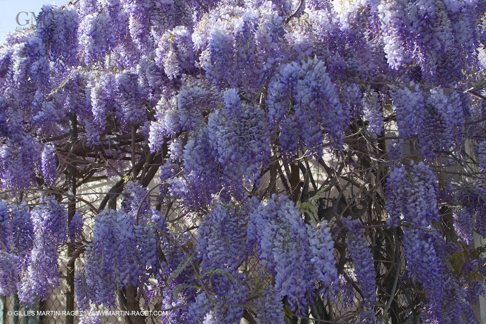 11 04 2008 - Saint Rémy de Provence (FRA, 13) - Glycines in bloom