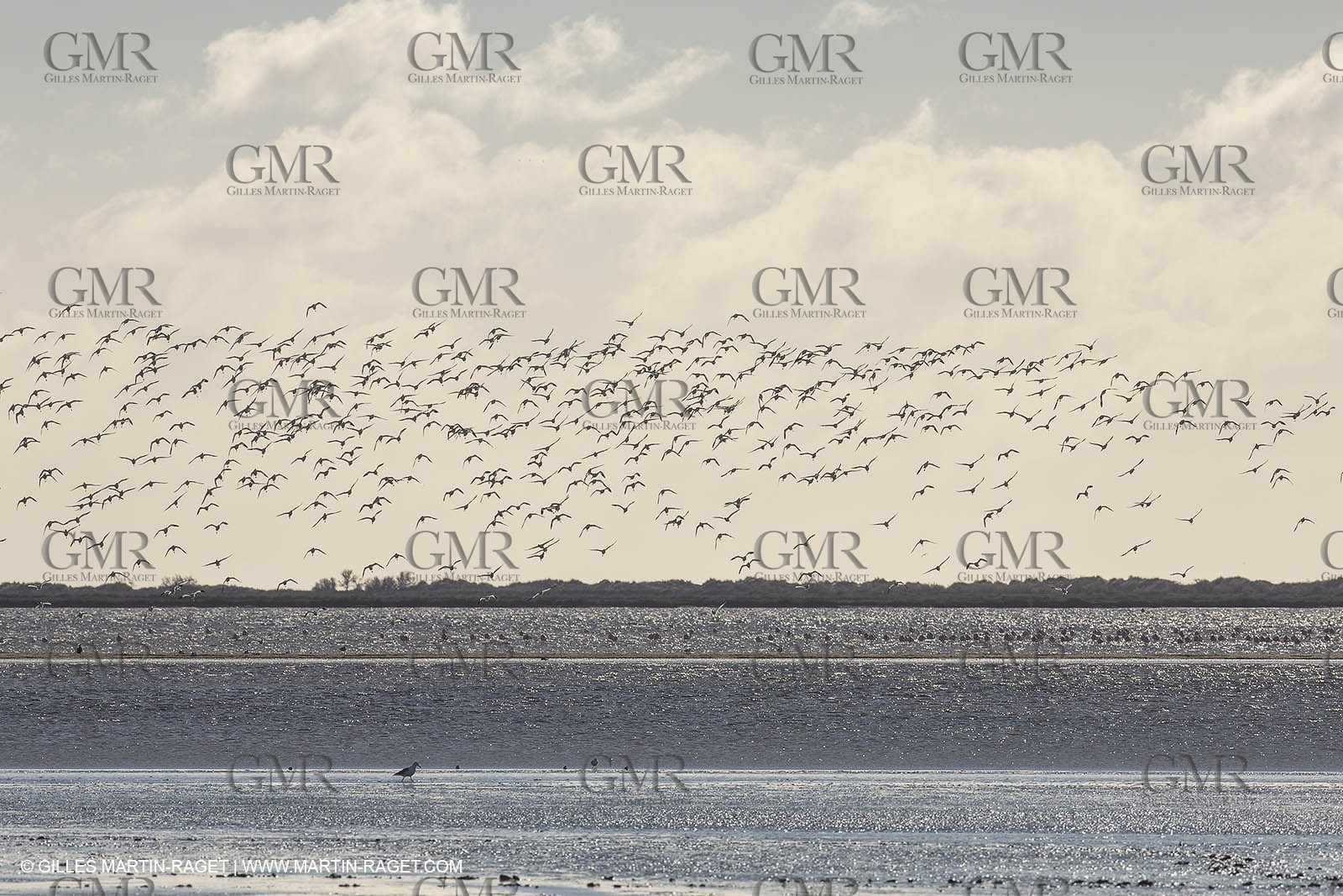 26 12 2013 - Les Saintes Maries de la Mer (FRA,13) - Horse riding at Cabanes de Cacharel