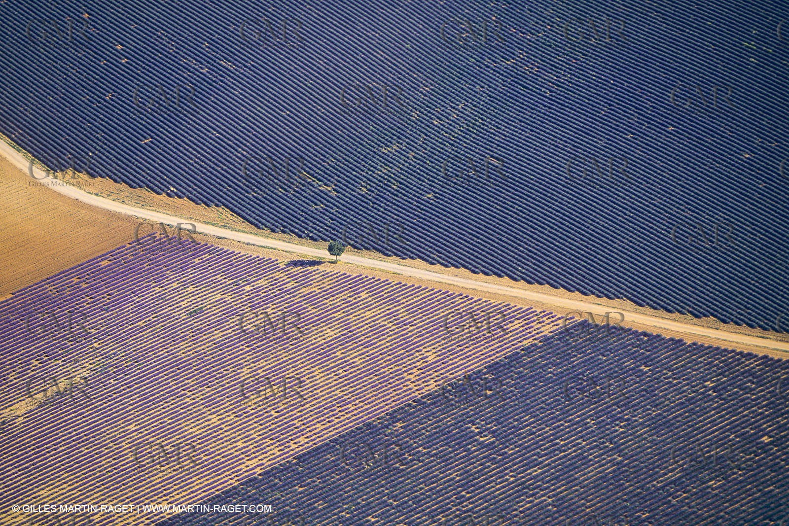 France, Provence, Lavender fields