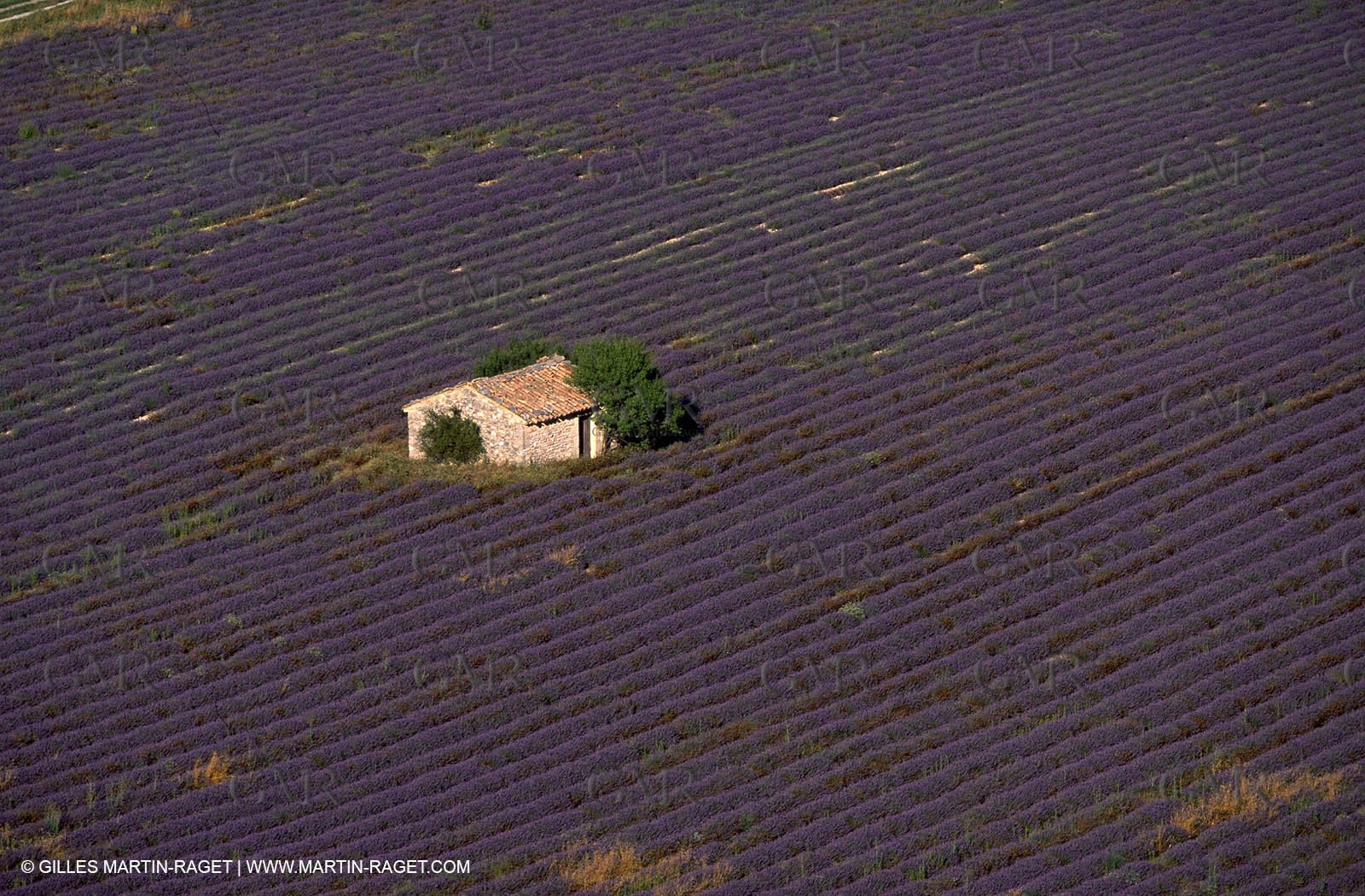 Lavander fields