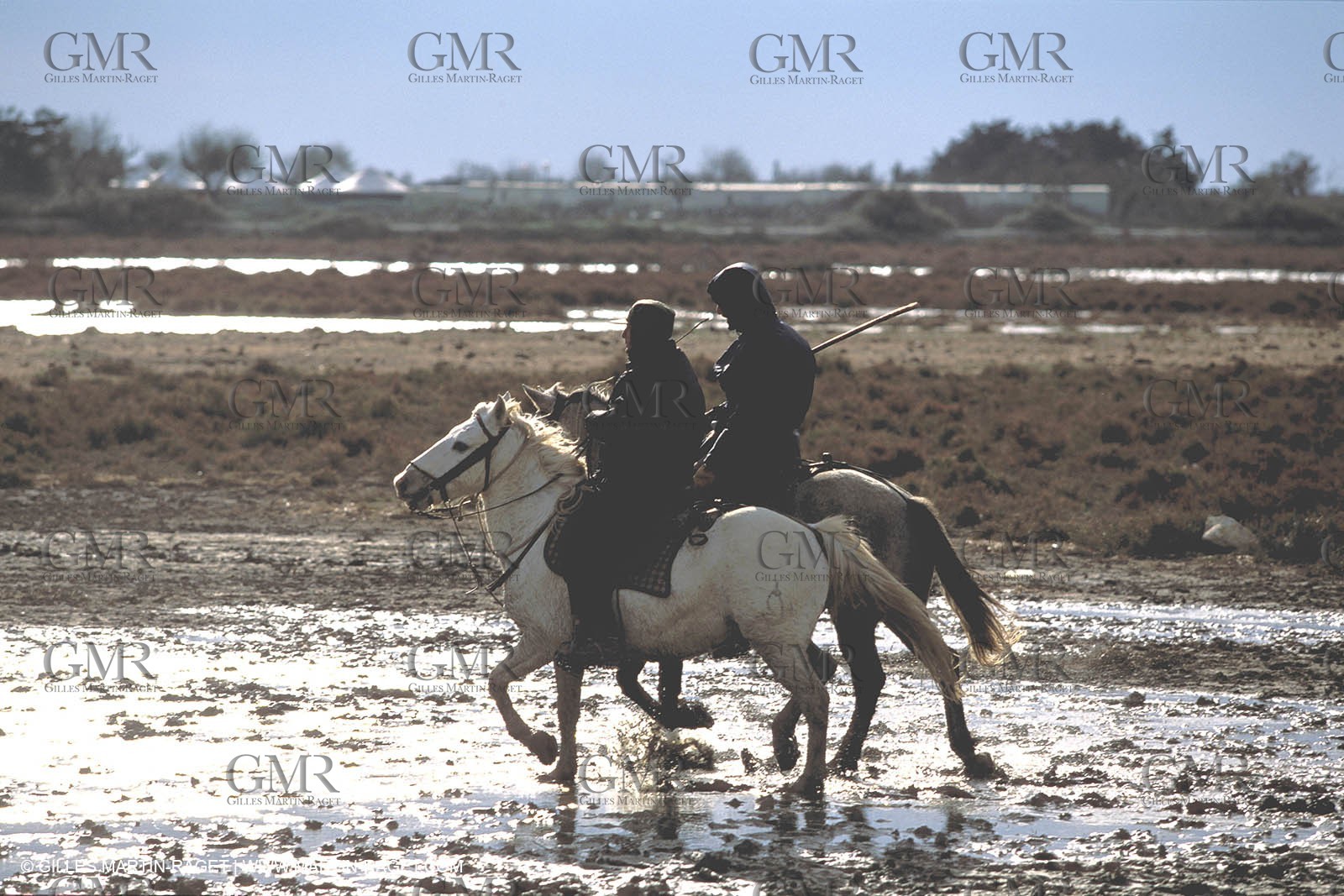 Elevage des chevaux et taureaux de Camargue