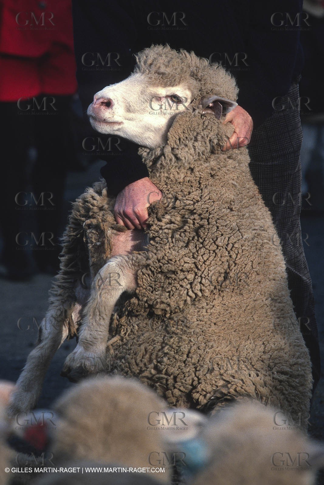 Saint Rémy de Provence (FRA,13) - Sheep stocks migration Fest