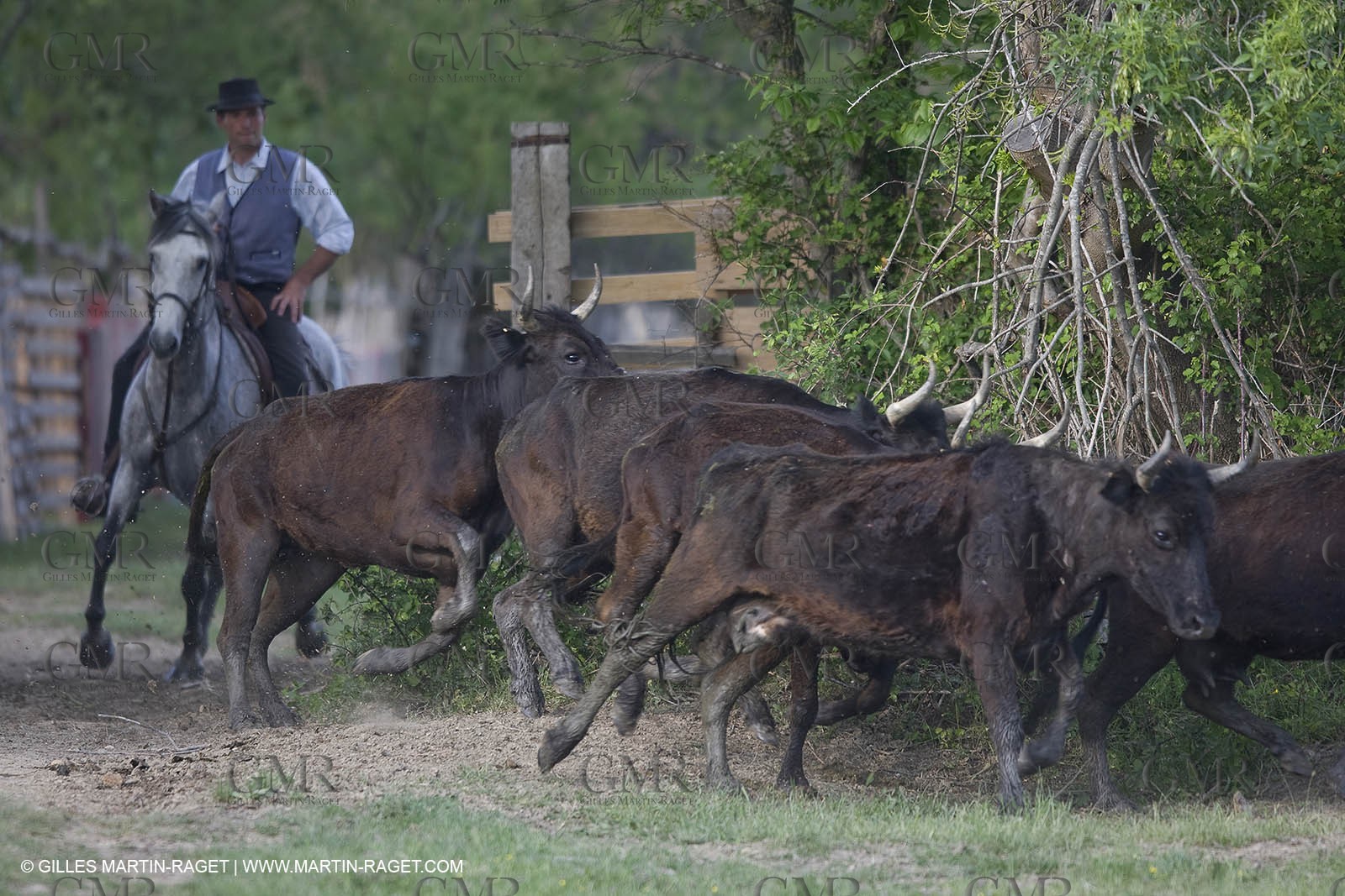 07 05 2008 - Le Cailar (FRA,30) - Stock work at Mas du Pont de Laute domain